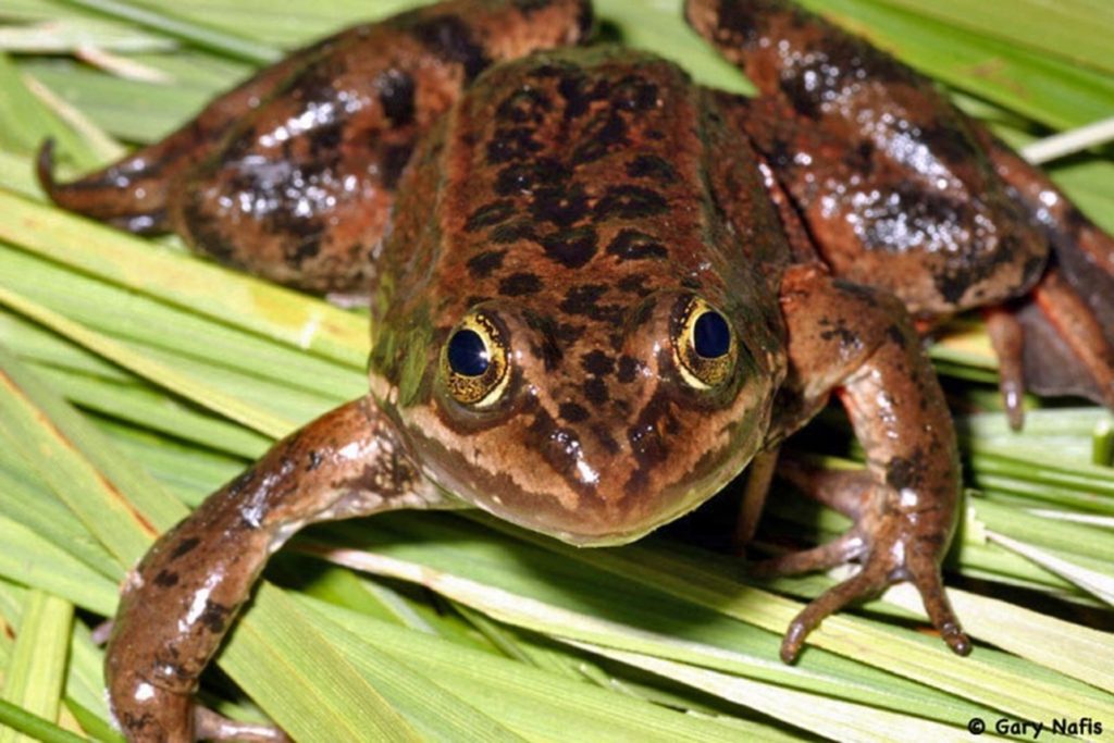 Settlement Agreement in Oregon Spotted Frog Lawsuit